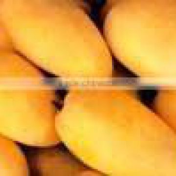 Pakistani Fresh Mango