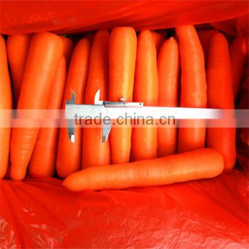 bulk packing fresh carrot
