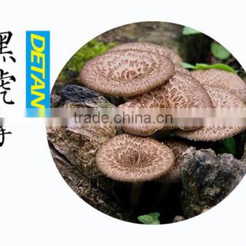 Wild Sarcodon Aspratus/ Sarcodon Aspratus Mushroom