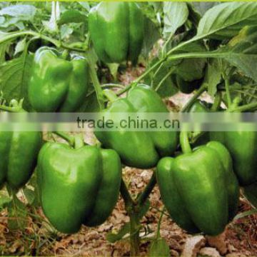 ASP241 Fengshan huge fruit size green sweet pepper seeds hybrid