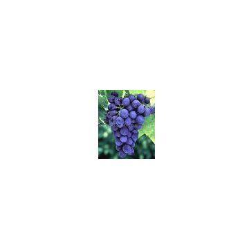 Grape Seed Extract/Vitis vinifera/Proanthocyanidins