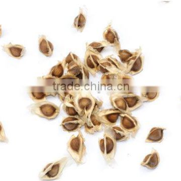 Premier Quality Moringa Seed powder Bulk Producers