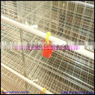 poultry farming equipment of live chickens