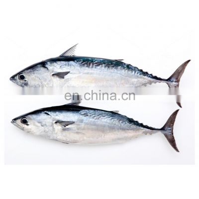 Wholesale IQF frozen bonito fish bullet tuna for export
