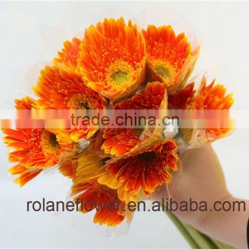 On Sale High Quality Gerbera Daisies Golden Color Gerbera to Friends