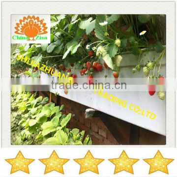 all kinds of strawberry greenhouse growing tray