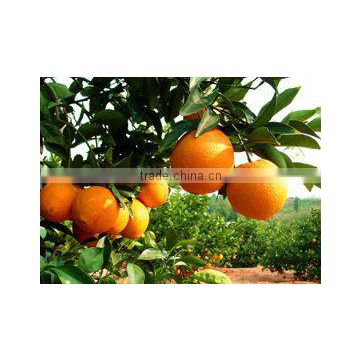 fresh orange exporter in china