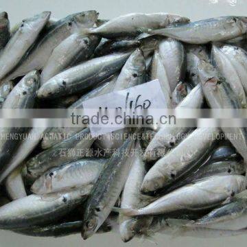 Import and Export Fish Horse Mackerel Fish 130-150