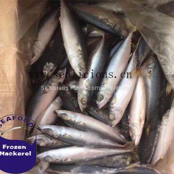 New Season for Frozen Pacific Mackerel Fish with all size for Africa