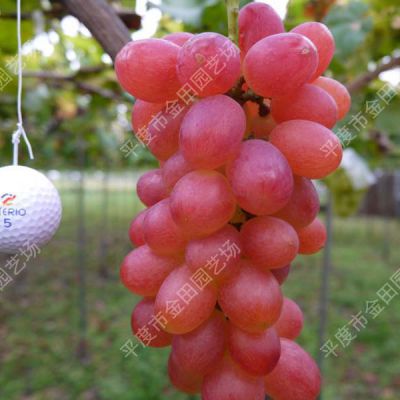 Australian seedless Crimson Seedless Grape seedling grape vines