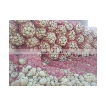 EGYPTION ONION farm fresh shallot onions  super quality  with great price promotion