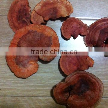 Low Price Reishi Mushroom Extract Powder