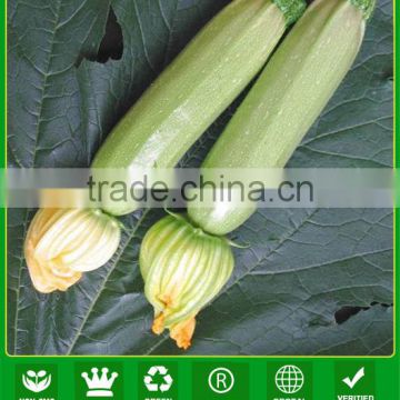ASQ011 Shunping prime vegetable seeds exporter of squash seeds