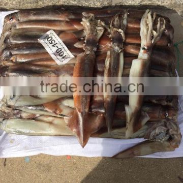 Frozen Argentinus Illex Squid for Sale