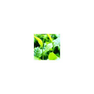 Epimedium Extract  lily@botanicalextraction.com