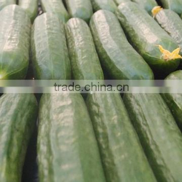 delicious pickled cucumbers