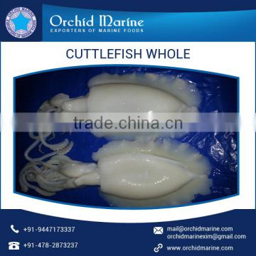 A Grade Quality of Cuttlefish Whole Cleaned at Genuine Price