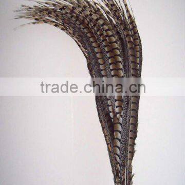 Lady Amherst Pheasant Tail Feathers