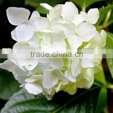 Cheap And Good High Quality Fresh Hydrangea From Kunming