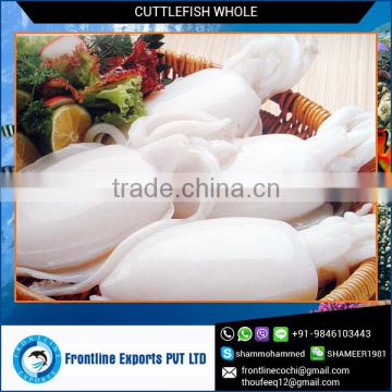 Fresh Frozen Cuttlefish with IQF Freezing Process