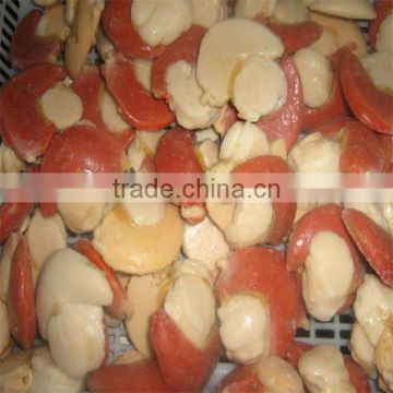 high quality scallop shells for sale