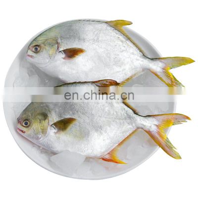 china golden pompano frozen golden pompfret frozen golden pompano fish trachinotus ovatus