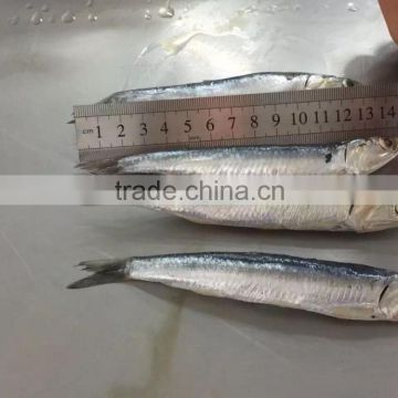 Chinese Frozen Anchovy Factory Price