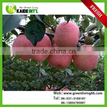 wholesale price fuji apple exporter in china