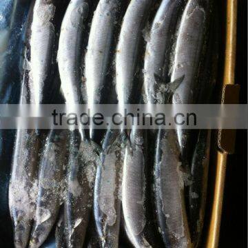 Frozen pacific Saury whole round