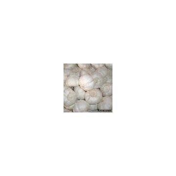 Sell Pure White Garlic