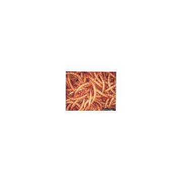 Dehydrated Mealworm