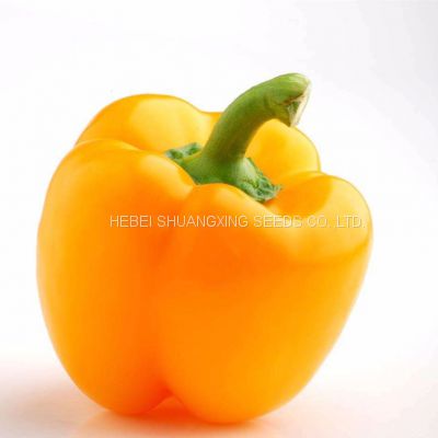 Chinese SXP NO.5 hybrid yellow color bell sweet pepper seeds