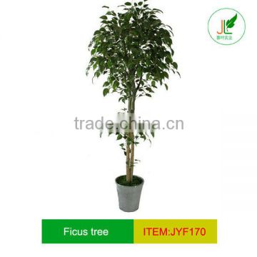 New artificial ficus tree