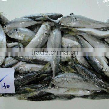 Export seafood Frozen Horse Mackerel Fish 110-130