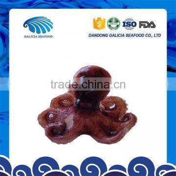 iqf frozen baby octopus yummy taste from better seller