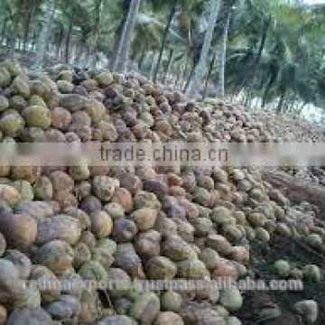 Fresh and quality coconut
