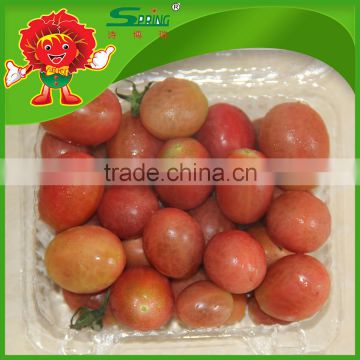 top grade cherry Tomato hot selling type toamto