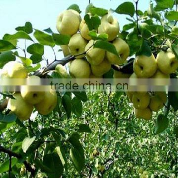 pear price in China