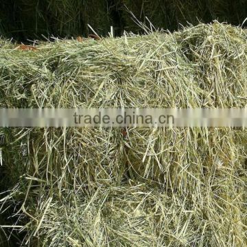 Rhode grass hay, grass hay bale, animal feeding hay, hay bale