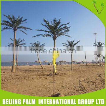Decorative Tall Outdoor Plant Coconut Palm Tree