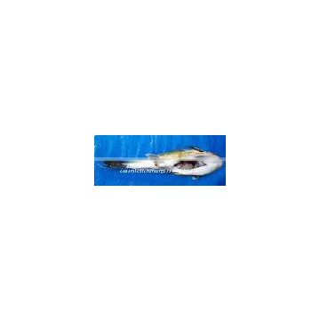 PUFFER FISH / GLOBE FISH / FUGU FISH / LAGOCEPHALUS GLOVERI