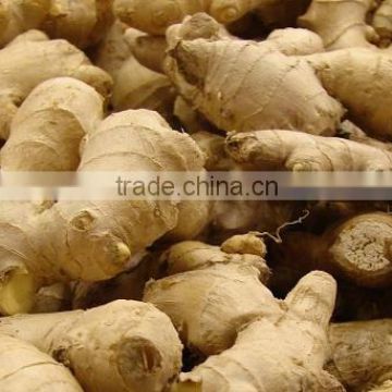 INDIA 100% Dry Ginger,best price