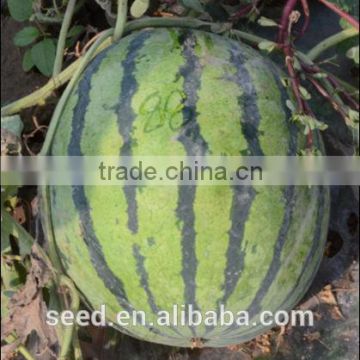 No.88 Chinese high resistance and hybrid Watermelon Seed