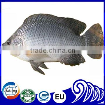 Hot Sale Tilapia Fish Farming Exporter In China