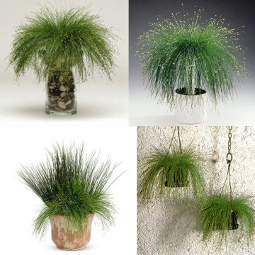 40-60cm Indoor Potted Plants Decoration 40-60cm Lime Green