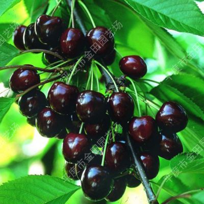 Bing Cherry seedling