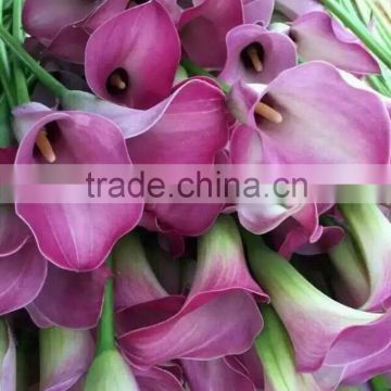 Alibaba china latest calla lily flower wholesale for funeral