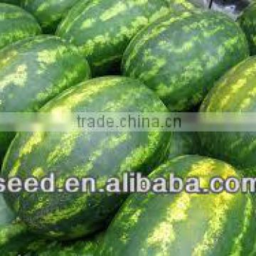 DX Chinese high quality hybrid watermeln seed