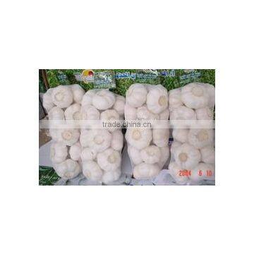 YUYUAN brand hot sail fresh garlic garlic broker