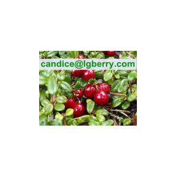 12 years factory supply 5%-70% Cranberry Anthocyanin